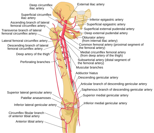 descending genicular artery